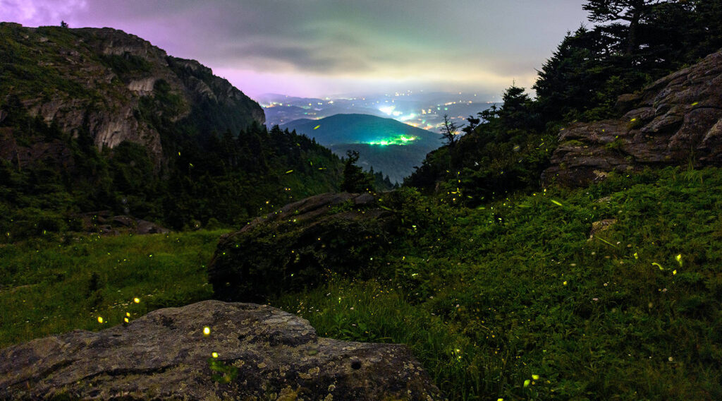 Synchronous_fireflies