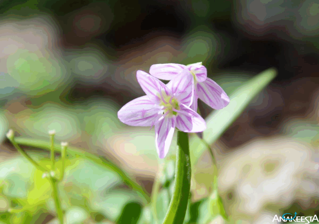 spring beauty flower gatlinburg